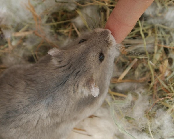 Criar hamsters em casa pode transmitir alguma doença? Não. Os hamsters de pet shops são criados...