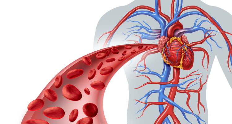 O que é angiologia e Cirurgia Vascular?