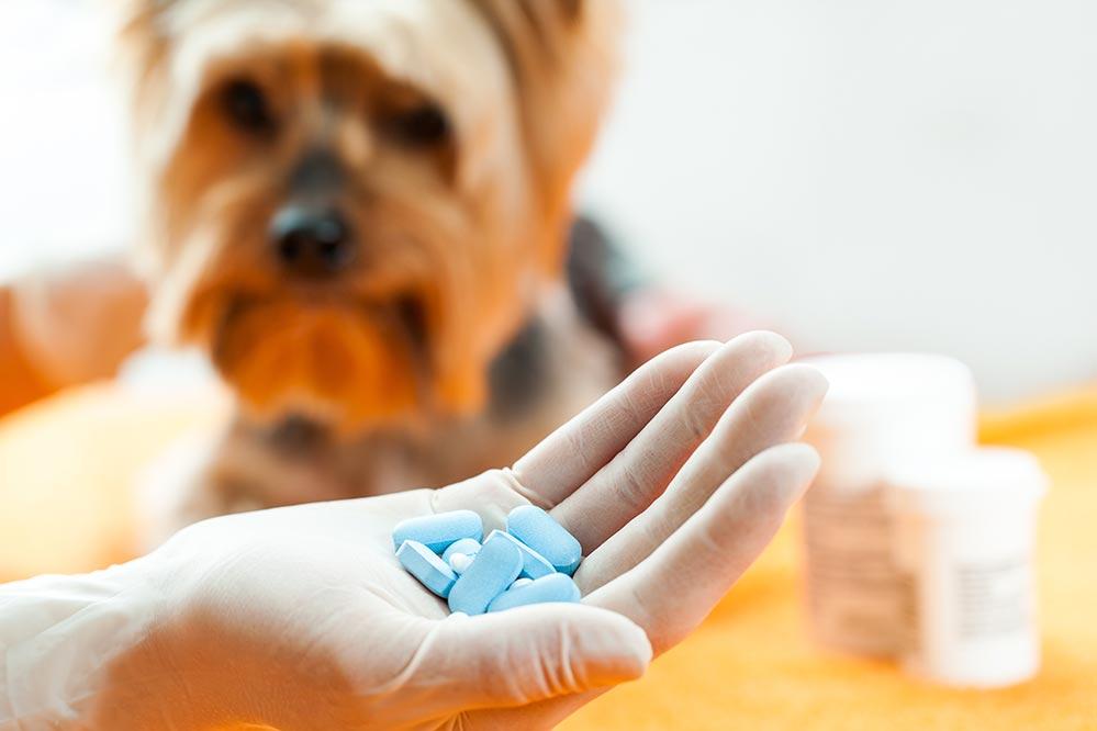 Cuidado com os antibióticos para os animais - O maior risco é o de os micro organismos...