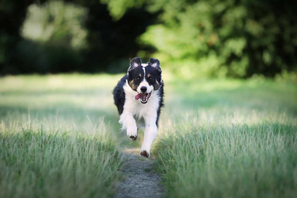 Existe cachorro hiperativo? Em que idade devo castrá-lo?  - A psicologia canina ainda está se desenvolvendo...