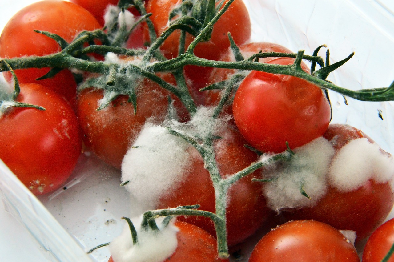 Alimento contaminado  X  Alimento estragado - Os comportamentos de higiene...