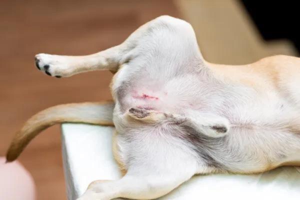 É uma enfermidade infectocontagiosa crônica - Brucelose canina, um problema para quem cria cães