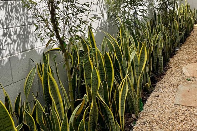 Plantas resistentes - Cientistas americanos e finlandeses afirmam ter...