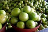 A riqueza nutricional dos frutos e raízes do umbuzeiro - O nome científico do umbu é Spondias tuberosa Arruda...