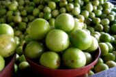 A riqueza nutricional dos frutos e raízes do umbuzeiro - O nome científico do umbu é Spondias tuberosa Arruda...