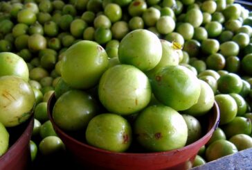 A riqueza nutricional dos frutos e raízes do umbuzeiro - O nome científico do umbu é Spondias tuberosa Arruda...