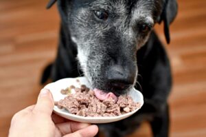 Alimento para o cérebro de cães idosos – A suplementação da ração com os antioxidantes…