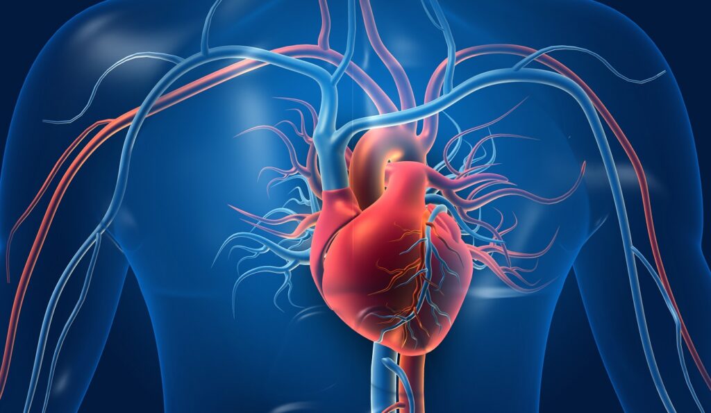 Human,Heart,With,Blood,Vessels.,3d,Illustration