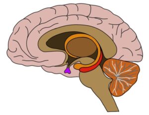 Como Tratar Apoplexia de Forma Natural e Segura em Casa