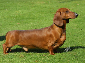 Cachorro Salsicha – O pequeno Dachshund lidera a lista das raças…