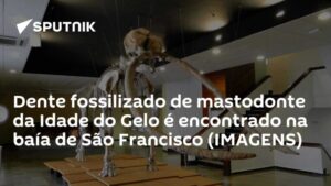 Dente fossilizado de mastodonte da Idade do Gelo é encontrado na baía de São Francisco (IMAGENS)