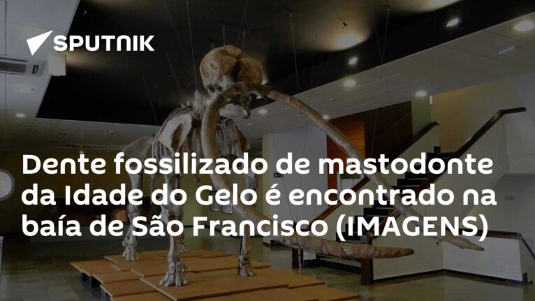 Dente fossilizado de mastodonte da Idade do Gelo é encontrado na baía de São Francisco (IMAGENS)