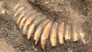 Sepultamento pré-histórico de 5.000 anos é descoberto sob cemitério romano na Polônia (FOTOS)