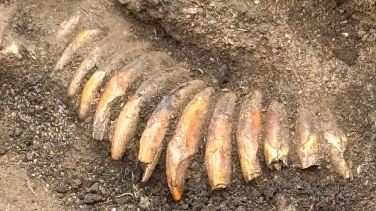 Sepultamento pré-histórico de 5.000 anos é descoberto sob cemitério romano na Polônia (FOTOS)
