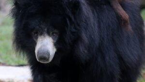 Cadê o convite? Ursa com filhotes nas costas invade casamento na Índia (VÍDEO)