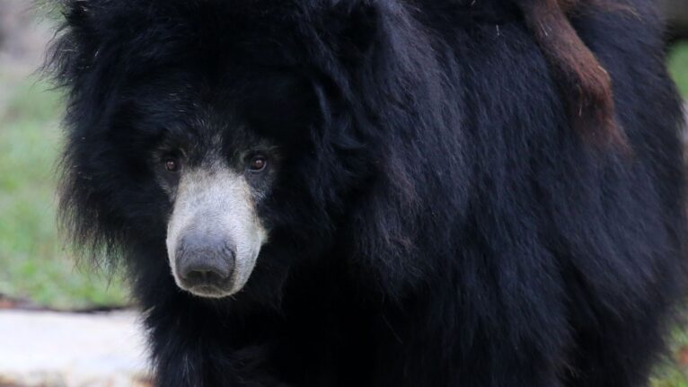 Cadê o convite? Ursa com filhotes nas costas invade casamento na Índia (VÍDEO)