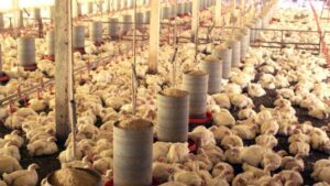 Brasil deve retomar em breve exportações de frango e mel para União Europeia, diz autoridade