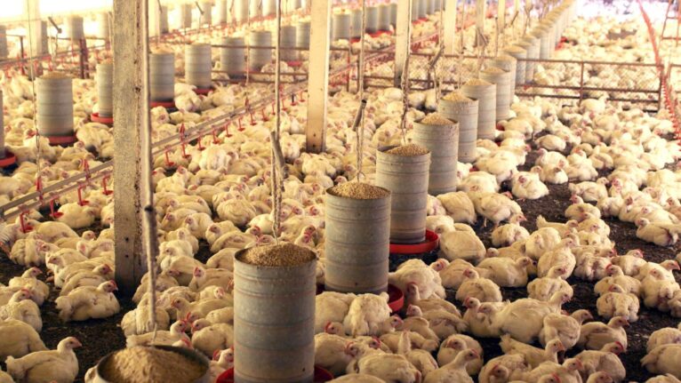 Brasil deve retomar em breve exportações de frango e mel para União Europeia, diz autoridade
