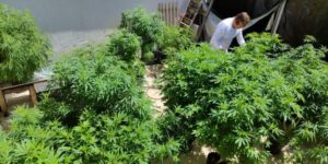 Feira em Fortaleza defende políticas sobre drogas com justiça social