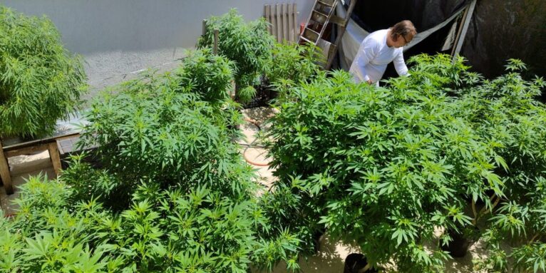 Feira em Fortaleza defende políticas sobre drogas com justiça social