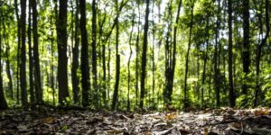 Produção florestal no país alcança recorde de R$ 47,9 bilhões em 2025