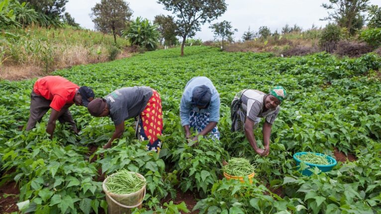 Terra Lunda: agronegócio pode ampliar presença do Brasil em Angola, mas crédito ainda é desafio