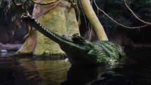 Parente de crocodilo do Jurássico desenterrado no Marrocos tinha dentes finos como agulhas, diz estudo (FOTOS)
