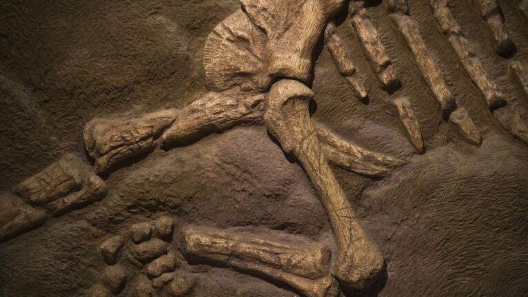 Geóloga desmente mito sobre ligação entre a morte dos dinossauros e o aparecimento do petróleo