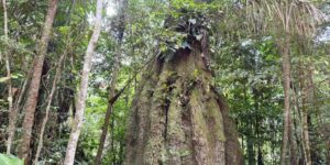 Congresso terá sete em cada dez parlamentares contra agenda ambiental
