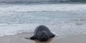 Elefante-marinho atrai atenção de banhistas em praia do Rio