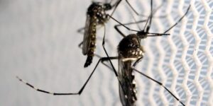 Aedes aegypti: quase metade dos municípios está em alerta ou risco